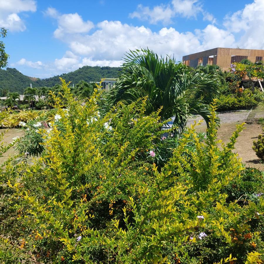 Diamond View Cottages Roseau Esterno foto